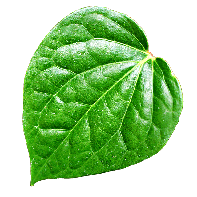 Kava Leaf