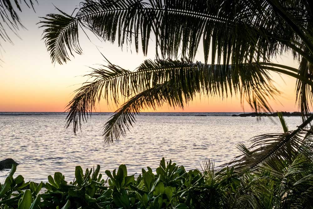 The Magic of Fijian Kava