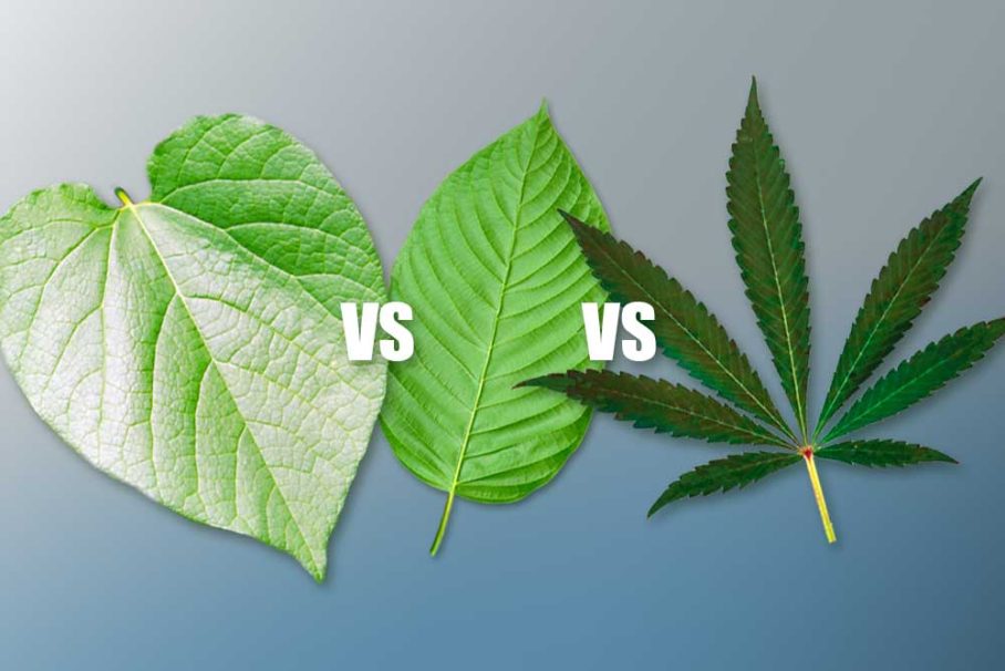 Kava vs Kratom vs CBD